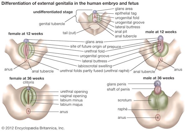 indifferent external genitalia stage